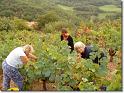 vendange 2005 03